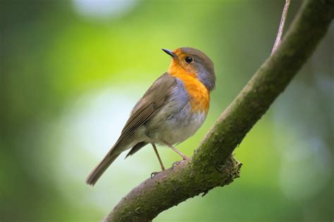 Fotos Gratis Naturaleza Rama Pájaro Bokeh Fauna Silvestre Pico