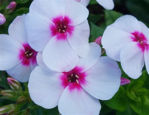 Volcano Phlox Has Travelled Far And Wide Anthony Tesselaar Plants