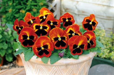 14 Pretty And Unusual Pansy Varieties