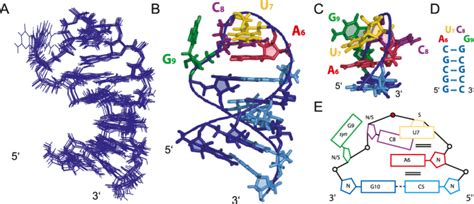 For example, dna has two strands, and rna has one. A U C G Rna Names - Shakal Blog