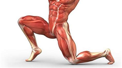 The hip flexors are a group of muscles including both muscles of the hips and upper thighs. Unlock Your Hip Flexors Review: Hidden Survival Muscle? Is ...