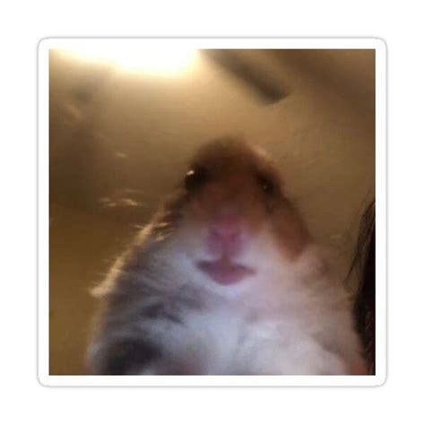 Facetime Hamster Meme Sticker By James Heath In 2021 Hamster