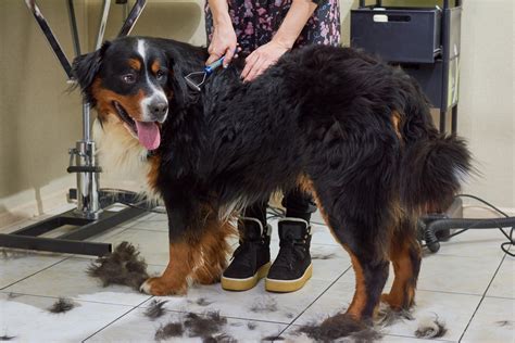 Big Dogs That Dont Shed 13 Large Non Shedding Dog Breeds