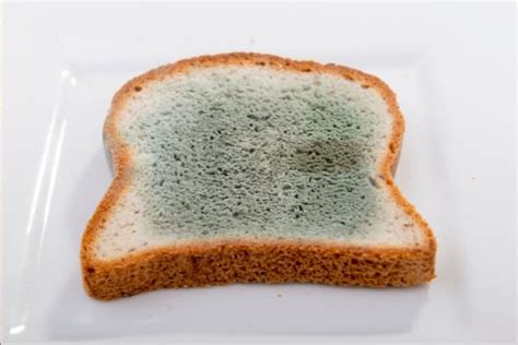 How To Tell If Bread Is Moldy What Does It Look Like