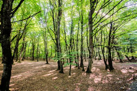 Green Forest Stock Photo Image Of Green Landscape Nonurban 27315158