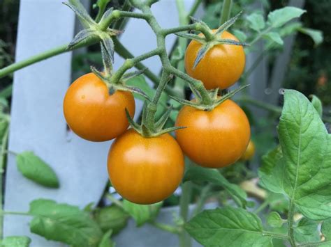 Growing Cherry Tomatoes In Florida Cromalinsupport