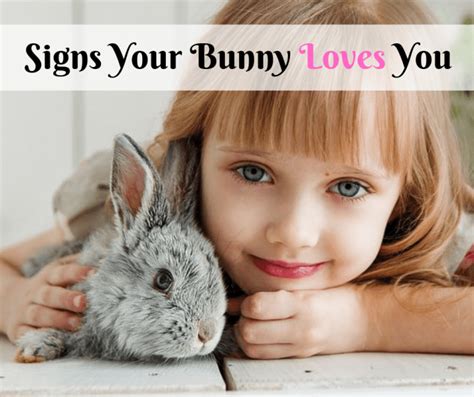 How To Tell If Your Bunny Loves You Pethelpful