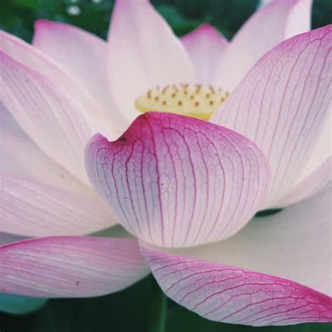 100 Lotus Flower Pictures Download Free Images On Unsplash