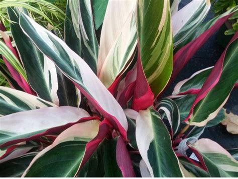 Variegated Tri Color Ginger Tropical Plant Red Green White Garden