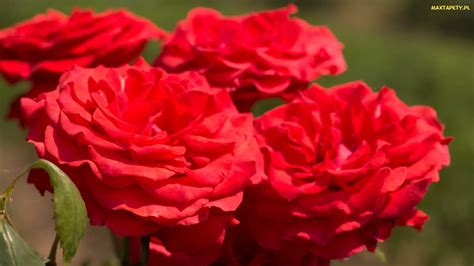Tapety Zdjęcia Czerwone Róże Kwiaty