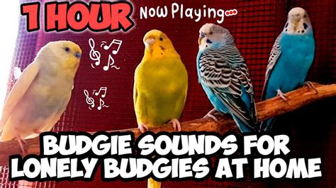 1 Hour Budgie Sounds For Lonely Birds To Make Them Happy Sounds To