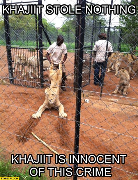 Trending images and videos related to innocent! Khajiit stole nothing is innocent of this crime | StareCat.com