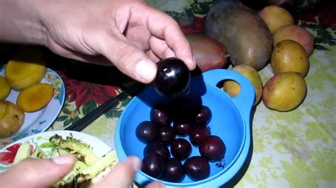 Temporada De Frutas Tropicales En El Salvador Youtube