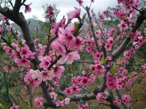 In questa lista di schede di coltivazione scopri le varietà della sezione alberi che fanno fiori rosa. Immagini Belle : albero, ramo, fiorire, pianta, fioritura, primavera, rosa, fiore di ciliegio ...