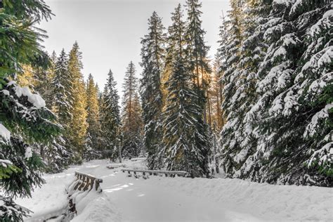 Free Images Tree Forest Wilderness Snow Winter Trail Mountain
