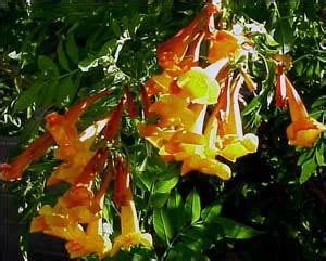 Hiking in the desert is a joy as each footstep reveals something new. Plants for the Arizona desert | Town of Gilbert, Arizona