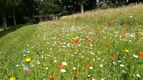 Haynes World Wildflower Meadow Mid Summer In England