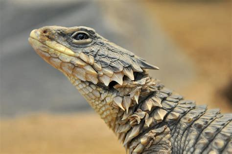 Giant Girdled Lizard Lizard Reptiles Pet Cute Reptiles