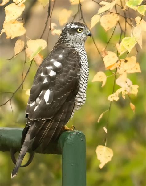 Sparrowhawk A Gallery On Flickr