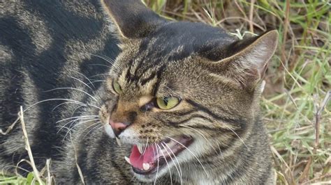 creepy feral cats break into body farm and start feasting on human corpses cvlt nation