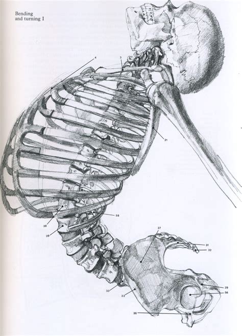 Анатомия человека иллюстрации — 2 Kartinkiru
