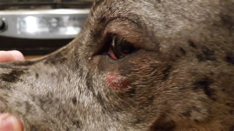 My 10 Month Old Great Dane Has Had A Tiny Red Bump Undervone Eye For A