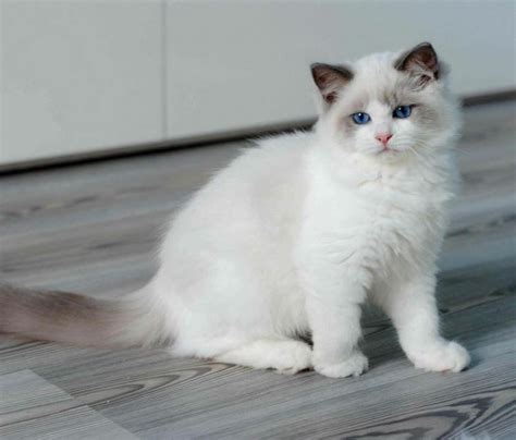 Cat Breeds Ragdoll Cat Personality Dennis G Zill