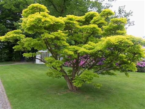 Growing Linden Trees Tips For Planting A Linden Tree Artofit