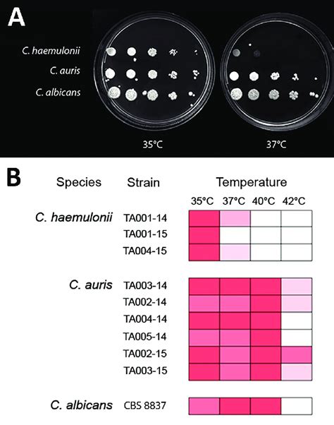 Candida auris is a serious fungal infection that is very difficult to treat. Differing thermotolerance of Candida auris and C ...