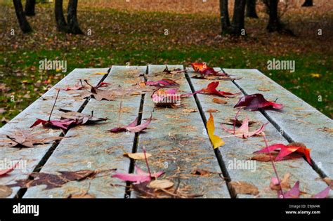 Colourful Autumn Leaves Scattered On A Picnic Table In The Park Stock