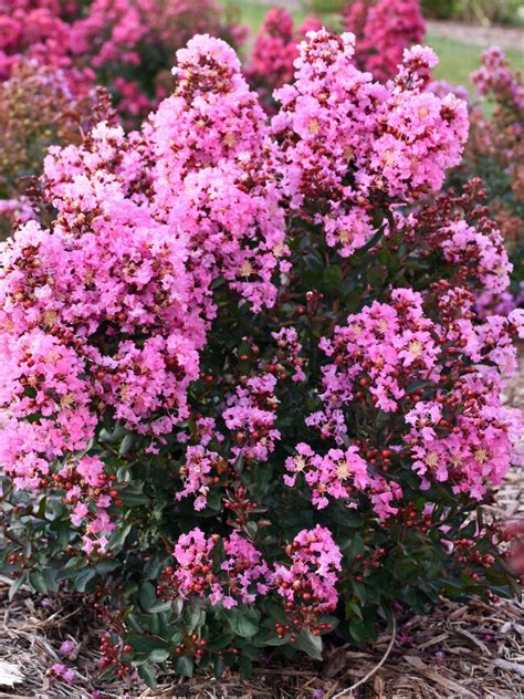 Lagerstroemia Perky Pink Bluestone Perennials