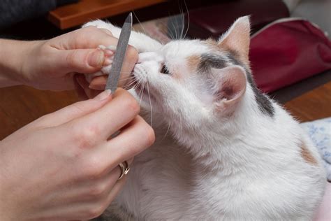 Alternatives To Declawing Your Cat 8 Humane Options Excited Cats