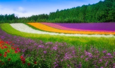 Цветочное поле, Хоккайдо, Япония.... - Интересные факты в ...