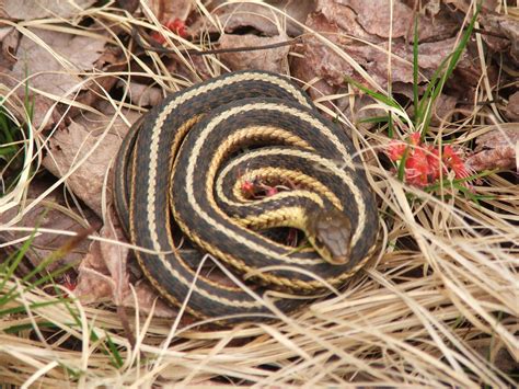 Garden Snakes Snake Garter Snake