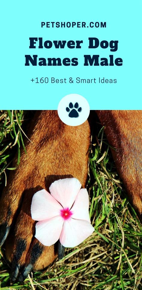White dog names inspired by pop culture, history and sports. Flower Names For Dogs +160 Best in 2020 | Puppies names ...
