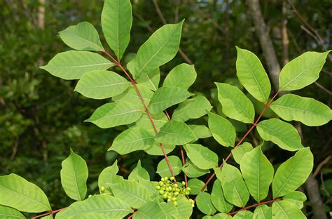 Pictures of Poison Sumac for Identification