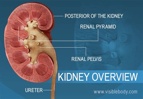 Kidney Pelvis Anatomy