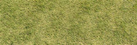 Proisrael Tall Dry Grass Texture