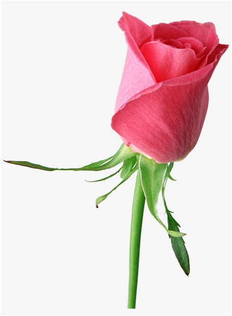 Roses Png Cliparts Roses Flower Pic Single Free Transparent PNG Download PNGkey