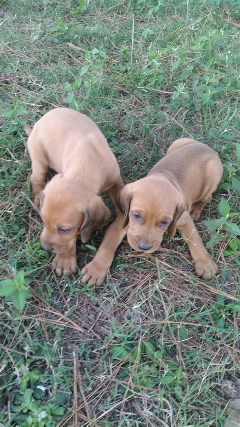Our redbone coonhounds puppies for sale come from either usda licensed commercial breeders or hobby breeders with no more than 5 breeding mothers. Redbone Coonhound Puppies For Sale | Headland, AL #243736