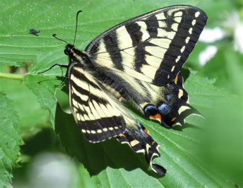 Canadian Tiger Swallowtail Papilio Canadensis Papilio Canadensis
