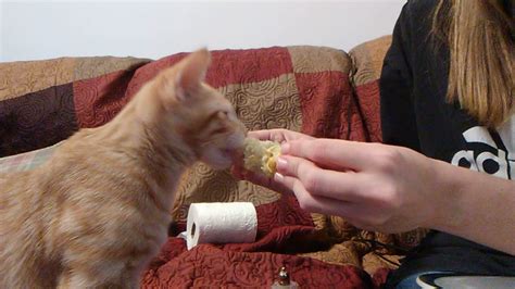 Cat Eating Corn On The Cob Youtube