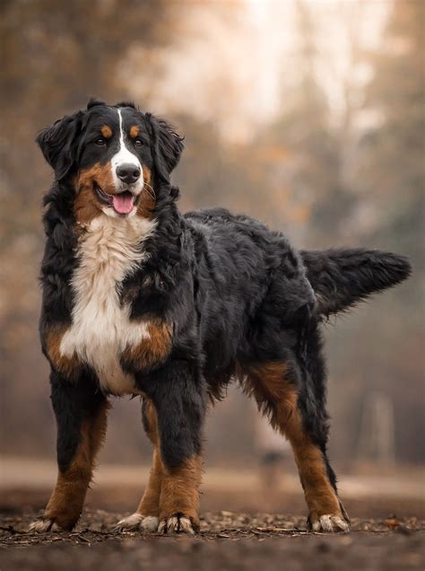 Hottest Pic Bernese Mountain Dogs Colors Strategies Being Truly A