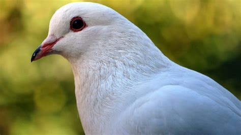 What Does A White Pigeon Symbolize