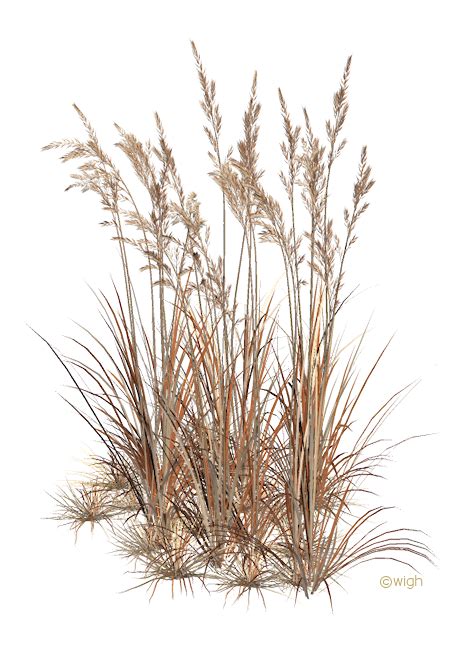 Dry Plant Png Png Image Collection