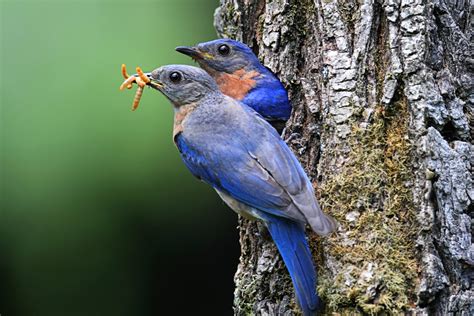 Do Bluebirds Migrate Everything You Need To Know