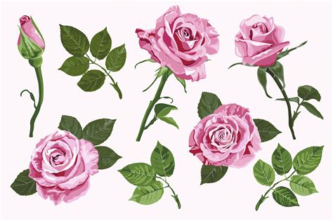 Pink Vector Roses Elements Set Isolated On The White Background Graphic