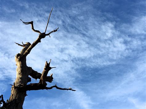 Free Images Tree Branch Cloud Sky Wind Blue Woody Plant
