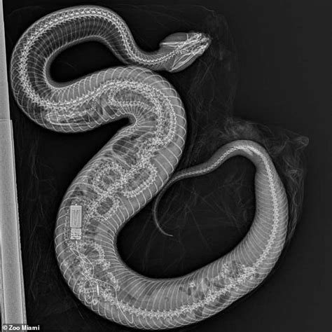 Grim X Ray Shows Python Inside Stomach Of Water Moccasin That Ate The