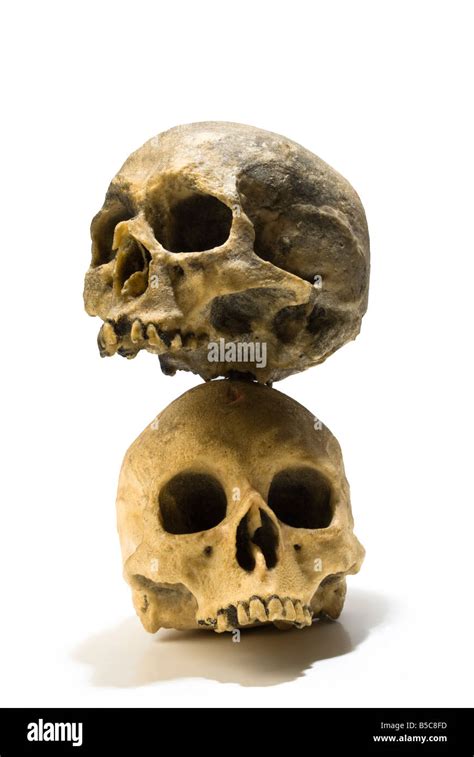 Side Angle Skull Hi Res Stock Photography And Images Alamy